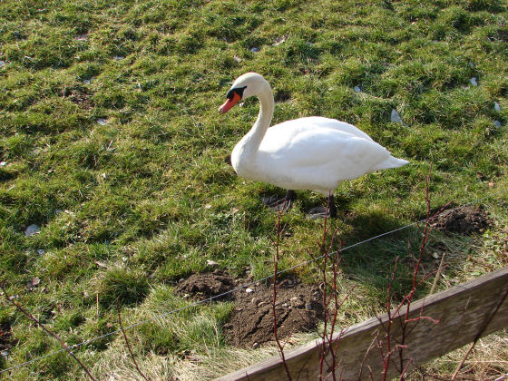 Schwan